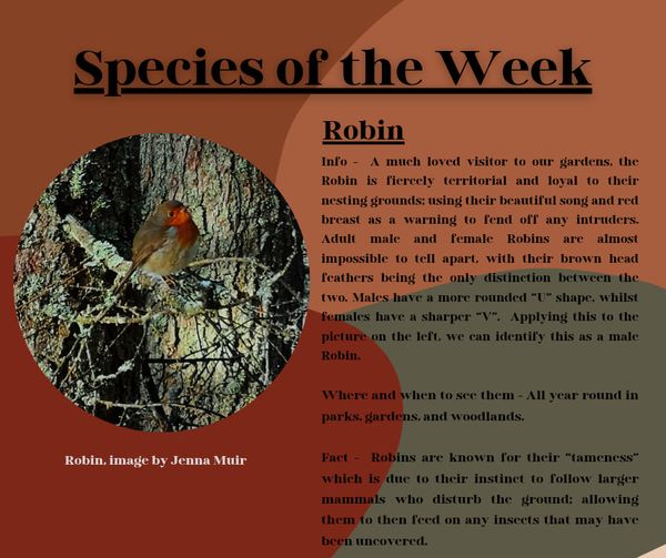 Robin Robin