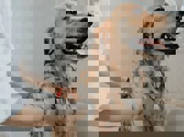 Pet Grooming